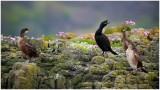 Some Early Shag Youngsters