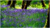 Bluebell Forest