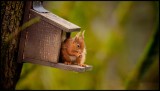 Red Squirrel