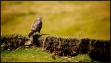 Buzzard waits at rabbit burrows