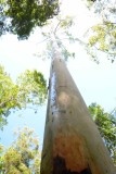 Flooded gum straight and narrow.jpg