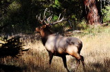 elk bugling, teanaway