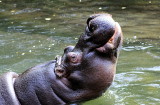 hippo eating pumpkin