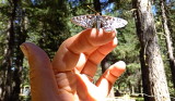 Checkerspot butterfly