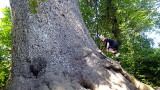 World record spruce Quinault