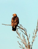 Red tailed hawk at sunrise