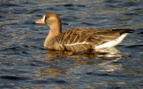 Lesser white fronted goose 2 .jpg