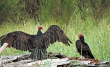 Turkey Vultures