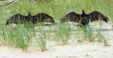 Turkey vultures