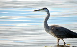 blue heron