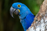 Hyacinth Macaw