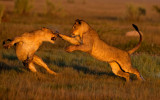 Lion's Play; Botswana