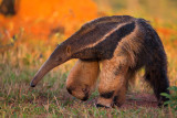 Giant Anteater; Brazil
