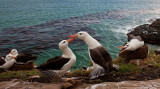 Black-Browed Albatross; On The Edge; Falkland Islands