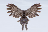 Great Grey Owl; Approach!!; Ontario