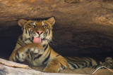 Tiger; Cave Dweller; India