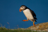 Puffin; Stepping Out; Newfoundland