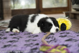 I wore my puppy out, so she slept for her 6th week photoshoot! Name to be announced when I bring her home :-)
