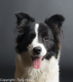 Lassie at 6 months 