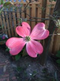 spring dogwood