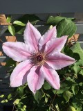 clematis blossom