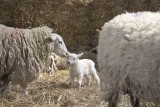 little white lamb