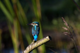 kingfisher perch