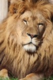 lion snoozing