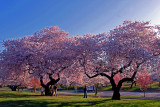 Branch Brook Park, NJ