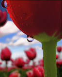 StevePhilbrick_2_TulipDrop.jpg