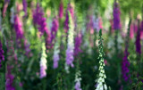 Foxglove062309_1.jpg