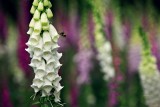 Foxglove062409_2-2x3.jpg