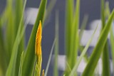 IrisBud052413.jpg