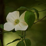 DogwoodLeafFlower.jpg