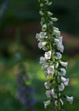 WhiteFoxglove070211.jpg