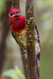 RedBreastedSapsucker051914_1.jpg 8x12