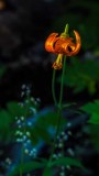 TigerLily072817.jpg