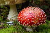 AmanitaMuscaria100514.jpg