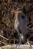 BlueHeron123014.jpg