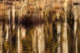 BarnabySloughReflection010715.jpg