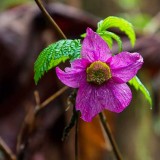 SalmonBerryFlow032215.jpg