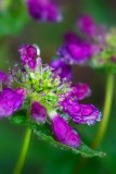 JewledPurpleFlower.jpg