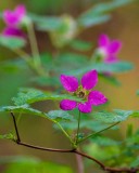 LitttleSalmonberryFlower041715.jpg