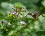 HummingBirdBarnabySlough061315.jpg