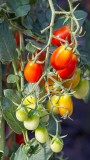 TomatoesBlueHeronFarm072815_1.jpg