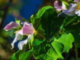 TrilluimBarnabySlough2_032016.jpg