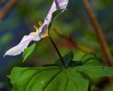 Trillium2_040316.jpg