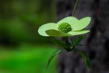 Dogwood041316.jpg