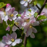 AppleBlossoms041816.jpg