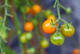 CherryTomatoesBluHeronFrm081416.jpg